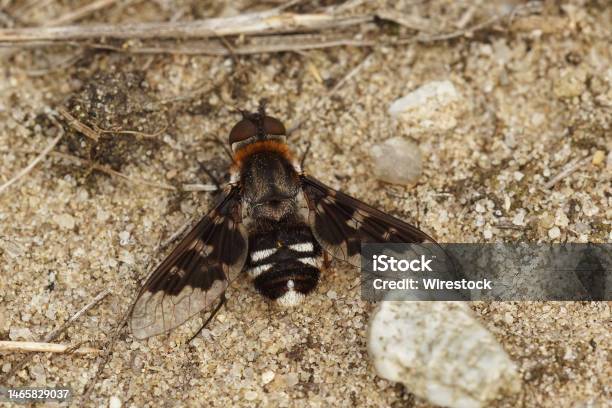 Closeup On The Beautiful And Rare Mottled Beefly Thyridanthrax Fenestratus Stock Photo - Download Image Now