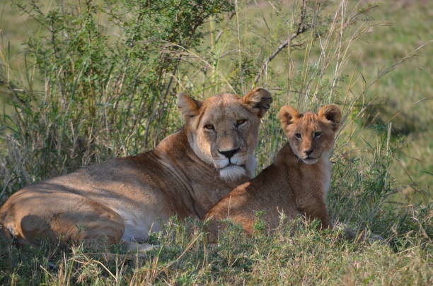 istock Lioness with lion offspring 1465829208