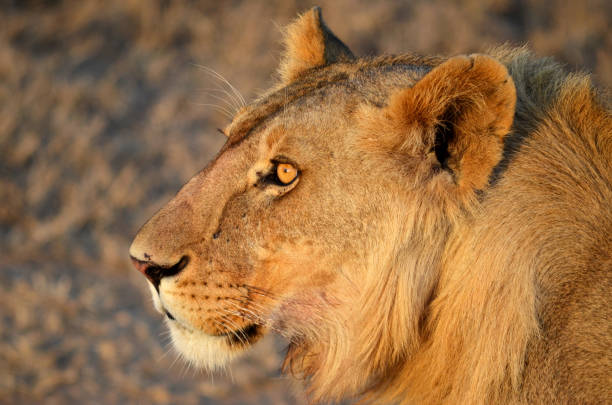istock Lion in the beautiful sunlight 1465829220