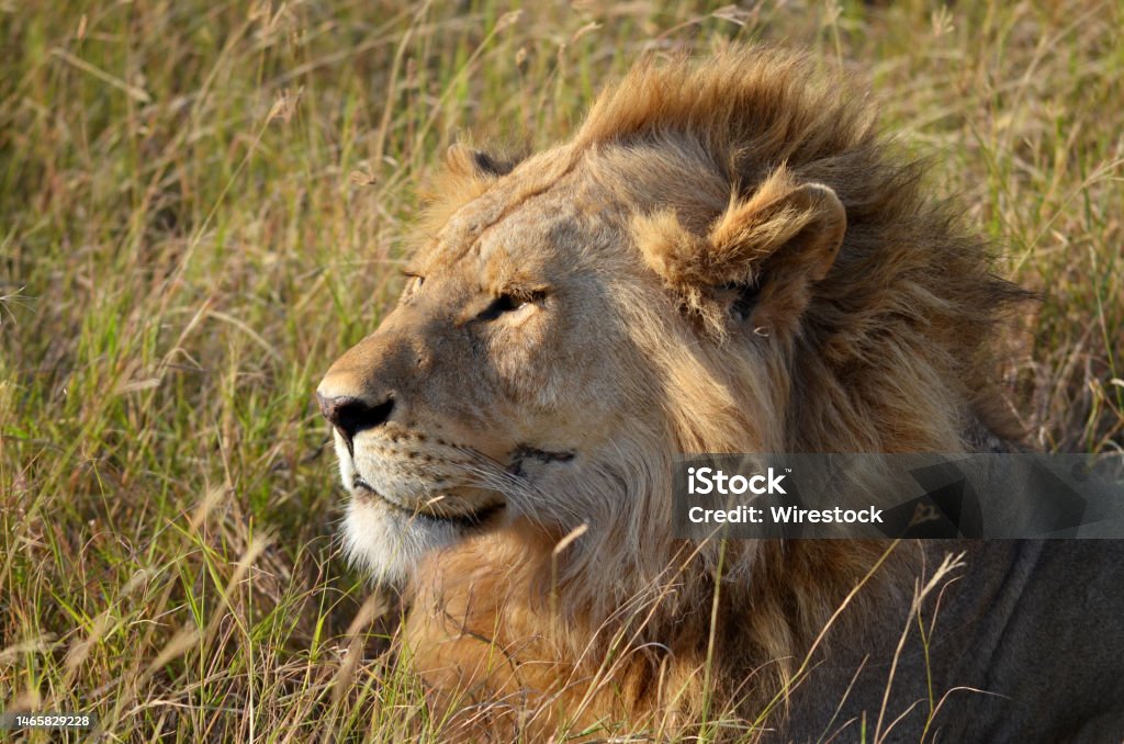 Sendo immagini e fotografie stock ad alta risoluzione - Alamy