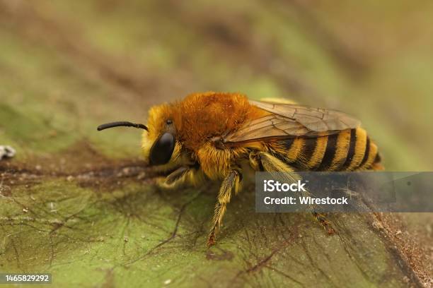 Closeup On A Hairy Female Of The Baresaddled Colletes Similis Stock Photo - Download Image Now