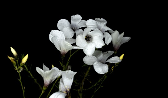 Linum suffruticosum, summer flowering  white springtime flower common name is white flax, black background