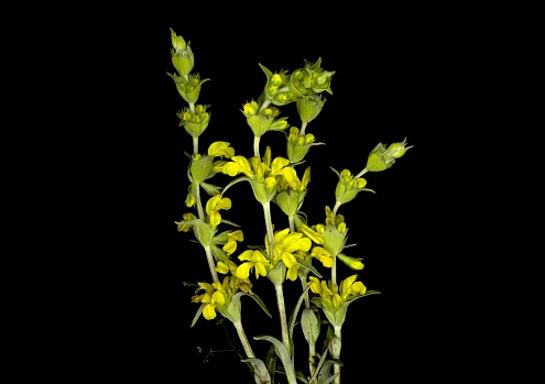 Phlomis lychnitis, Lychnite wild yellow flowers,
