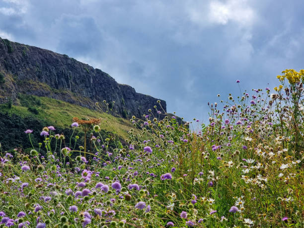Steep rocks next to Scotlands National flower, the Thistle