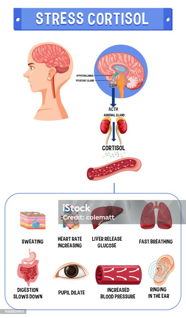 Cortisol System Stress Cortisol System Scheme Stock Illustration - Download Image Now ...