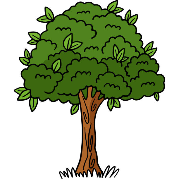 Cartoon Of The Giant Redwood Trees Illustrations, Royalty-Free Vector  Graphics & Clip Art - iStock