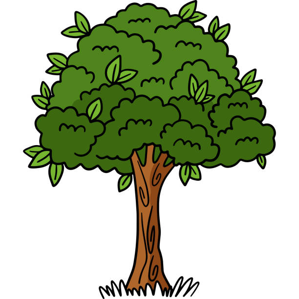 Cartoon Of The Giant Redwood Trees Illustrations, Royalty-Free Vector Graphics & Clip Art - iStock Cartoon Of The Giant Redwood Trees Illustrations, Royalty-Free Vector Graphics & Clip Art - iStock
