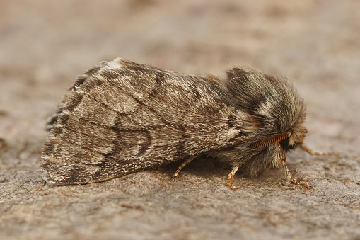 Closeup on an adult pine processionary moth, Thaumetopoea pityocampa from the Gard in France