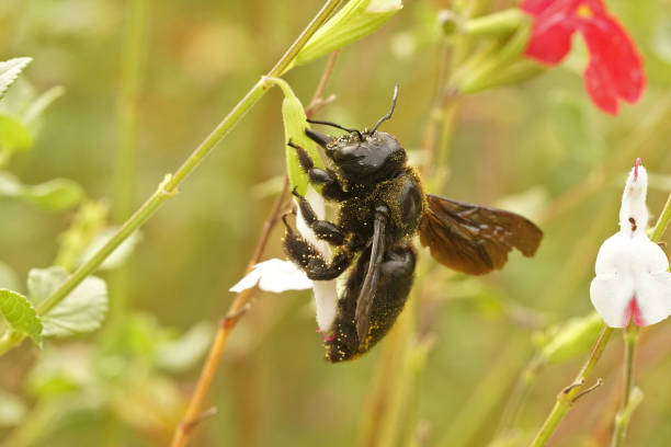 gros plan sur une abeille charpentière violette adulte, xylocopa violacea - abeille menuisière photos et images de collection