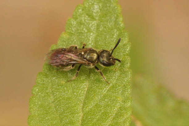 istock Closeup on the small iridescent Emerald metallic furrow bee, Halictus smaragdulus 1465832172