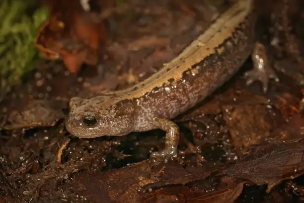 Closeup on the Siberian salamander, Salamandrella keyserlingii on leaflitter
