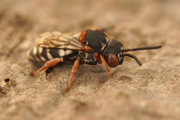istock Closeup on a female Black-thighed Cellophane-cuckoo Bee, Epeolus variegatus 1465832203
