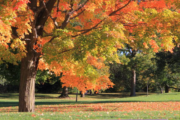 istock Beautiful autumn park with colorful foliage. 1465832306
