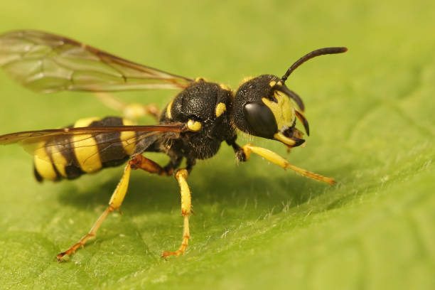 istock Closeup on the ornate tailed digger wasp, Cerceris rybyensis 1465832640