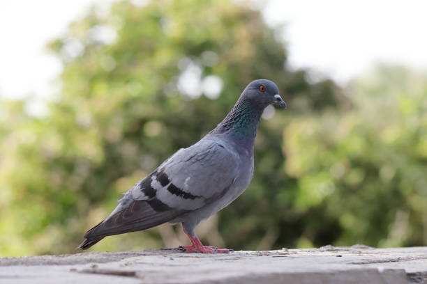 istock Closeup shot of a dove 1465832711