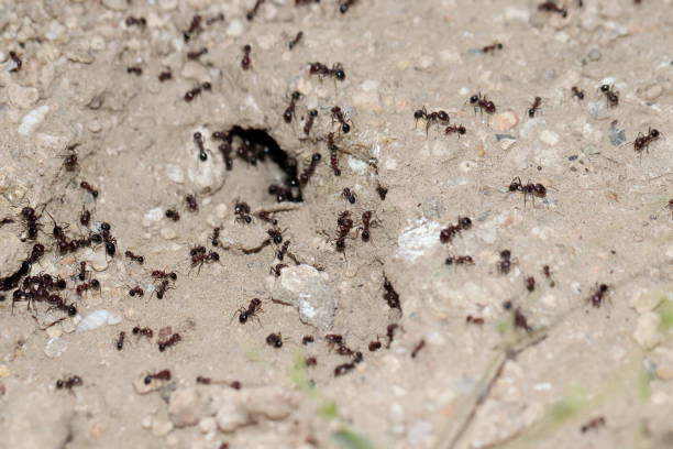 istock Closeup shot of ants colony 1465832720