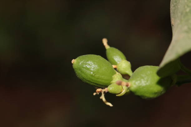 istock Closeup shot of lemon fruit 1465832723