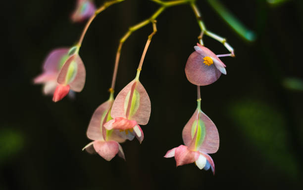 istock Pink flowers in a sunny garden 1465832999