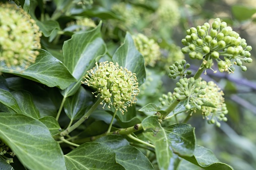 Selective focus on the flower of the Hedera helix, common name ivy
