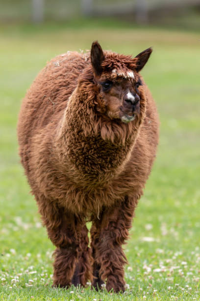 istock Closeup shot of a llama 1465833357