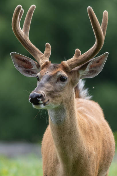 istock Closeup shot of a beautiful deer 1465833371