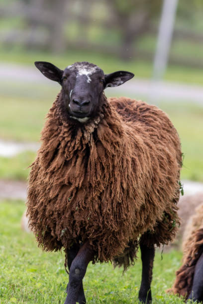istock Closeup shot of a sheep 1465833381