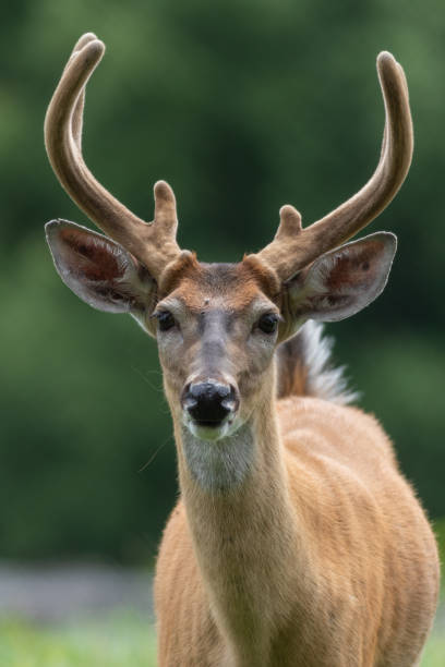 istock Closeup shot of a beautiful deer 1465833404