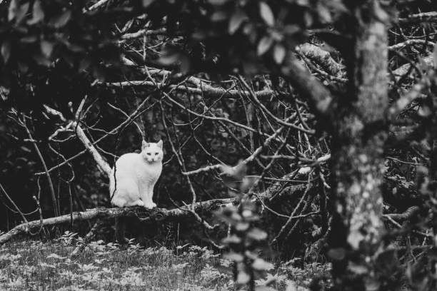 Free Stock Photo of Black and white photo of a cat lying on surface ...