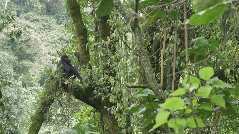 Mountain Gorilla  Bwindi Forest Uganda