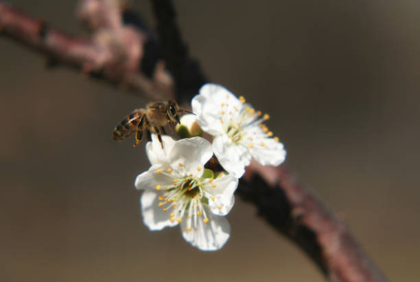 A bee is hovering over a white flower. The flower is surrounded by other white flowers, and the sky is blue. Concept of tranquility and beauty, as the bee and flowers coexist peacefully in nature