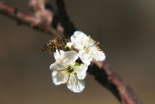Orchard at spring time. Close up view of honeybee on white flower of sweet cherry tree. Honeybee collecting pollen and nectar to make sweet honey. Small green leaves and white flowers of sweet cherry tree blossoms at spring day in garden.