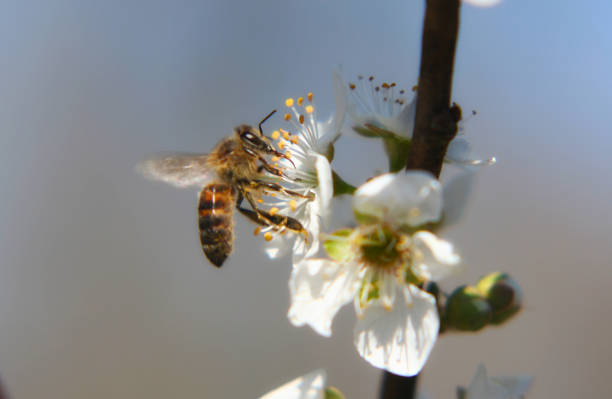 istock Selective focus shot of a bee on a pear blossom 1465834705