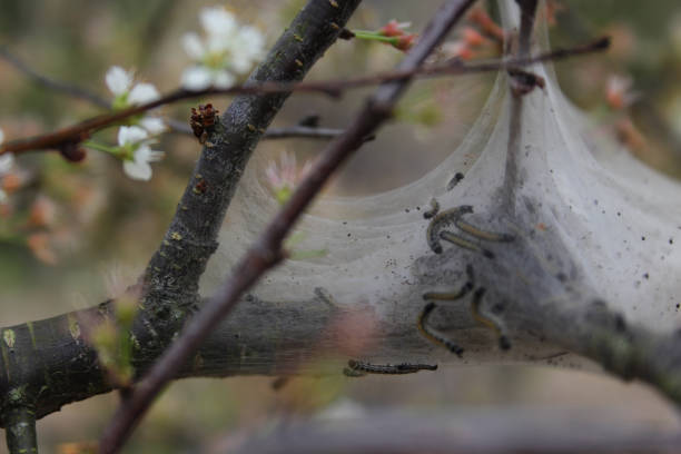 A selective focus shot of worm infestation on a plum tree