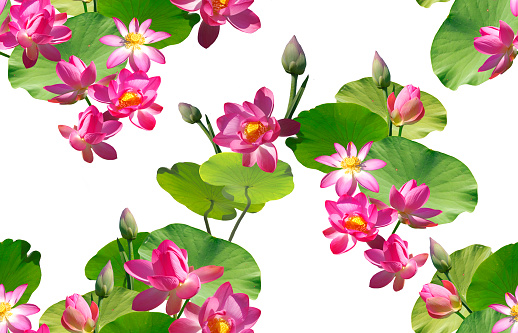 Seamless pattern with pink lotus flowers on a white background.