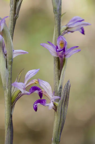 A vertical shot of a beautiful violet bird's-nest orchid, outdoors