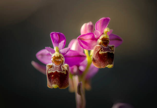 foto macro de uma bela orquídea híbrida rara, ao ar livre - rare flower orchid beautiful - fotografias e filmes do acervo