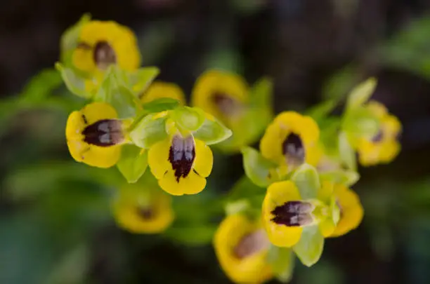 A closeup shot of blooming yellow-bee orchids