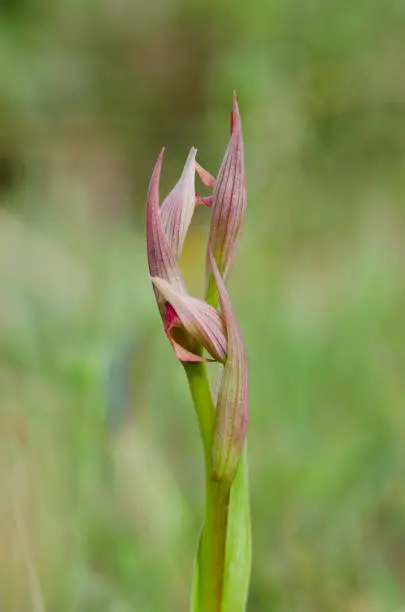A vertical shot of a beautiful small-flowered tongue orchid, outdoors