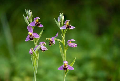 A selective focus shot of beautiful bee orchids, outdoors