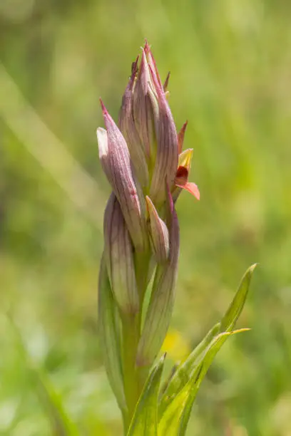 A vertical shot of a beautiful small-flowered tongue orchid, outdoors