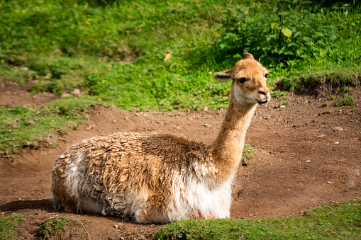 Vicuna in a field with vegetation in the foreground and grass in the background.