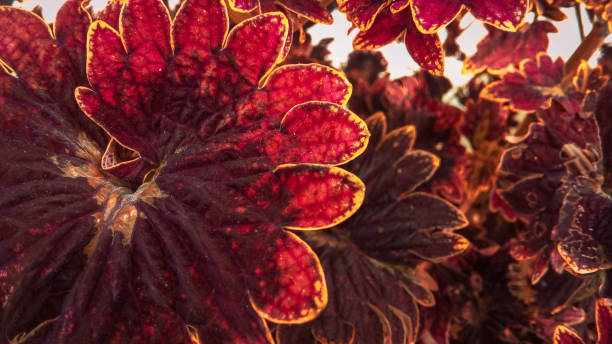 istock ornamental plant leaves 1465836795