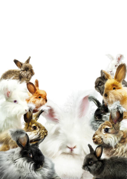 istock Many rabbits of different colors, isolate white, postcard, vertically. 1465839680