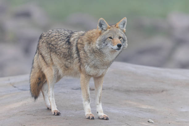 istock A coyote resting in the forest 1465841440