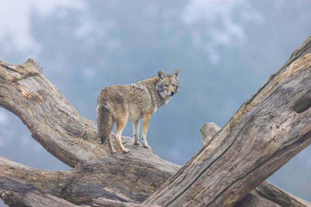un coyote se reposant dans la forêt - coyote desert outdoors day photos et images de collection