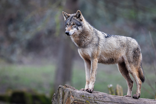 A captive Tundra Wolf walking through the foliage and trees. At a game farm in Montana, with captive animals in natural settings. Property released.
