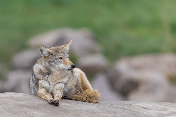 istock A coyote resting in the forest 1465841535