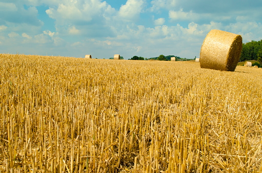 Round bales of straw on a harvested field in summer