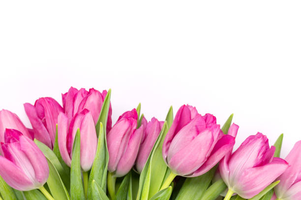 istock Fresh pink tulip flowers 1465846594