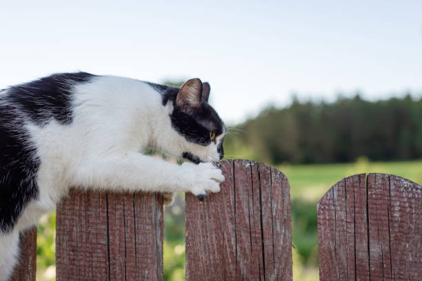 Fluffy black and white cat sharpens its claws on an old wooden fence